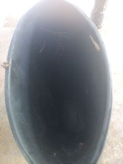Haemadipsa interrupta