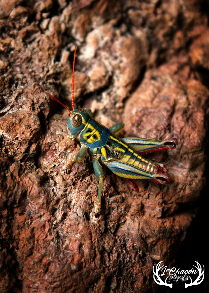 Barytettix paloviridis