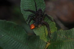 Heteropoda tetrica