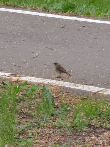 Common Redstart