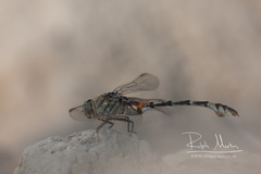 Lindenia tetraphylla