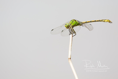 Ophiogomphus