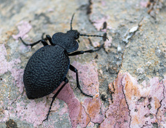 Carabus syriacus