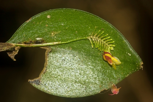 Lepanthes disticha image
