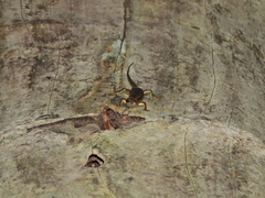 Trachylepis maculilabris