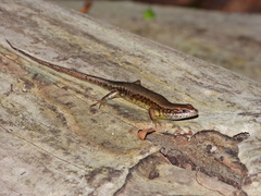 Trachylepis maculilabris