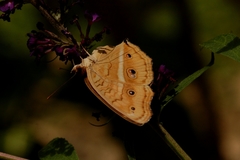 Junonia almana almana
