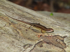 Trachylepis maculilabris