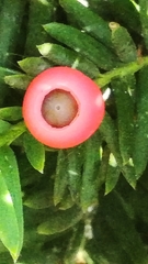 Taxus baccata