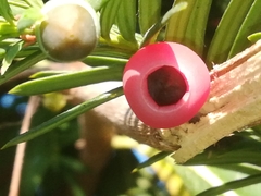 Taxus baccata