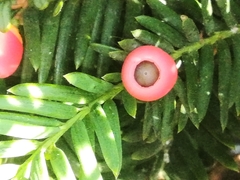 Taxus baccata