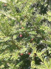 Taxus baccata