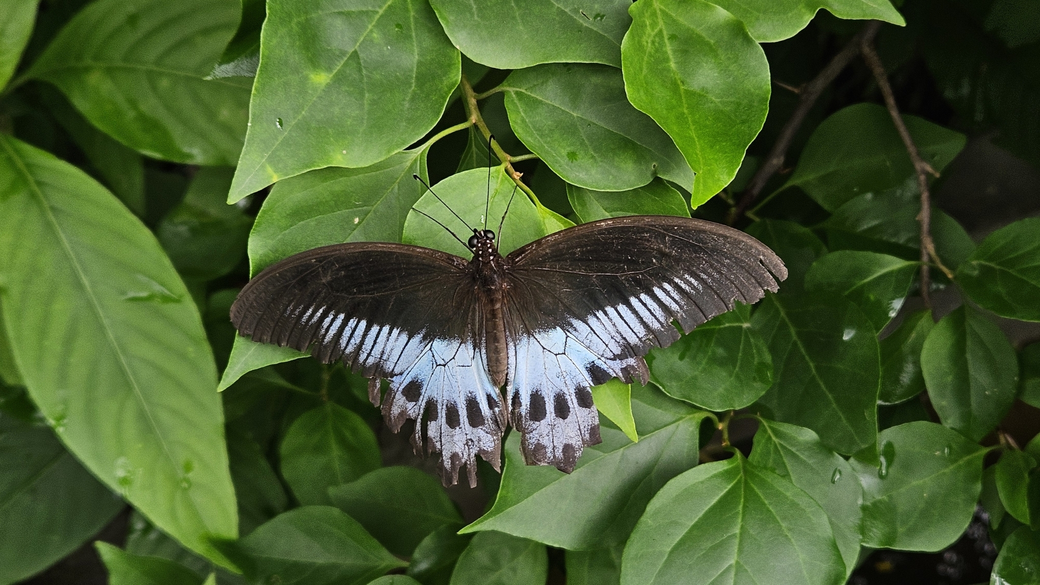 Island Mormon