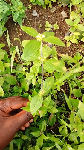 Tropical Girdlepod