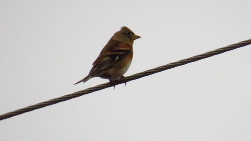 Pinzón real (Fringilla montifringilla)