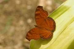 Junonia hedonia ida