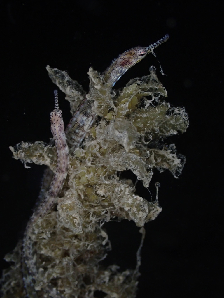 Banded pipefish