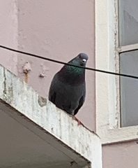 Columba livia domestica