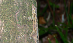 Hemidactylus platycephalus
