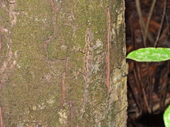 Hemidactylus platycephalus