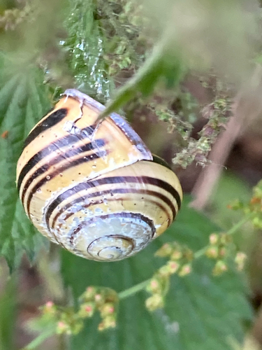 Cepaea nemoralis