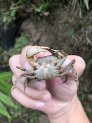 Geothelphusa eucrinodonta