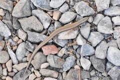 Ablepharus deserti