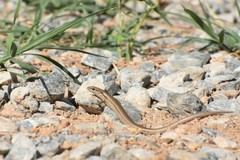 Ablepharus deserti