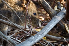 Potorous tridactylus