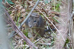 Potorous tridactylus