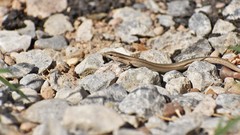 Ablepharus deserti