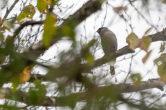 Pyrrhula pyrrhula cineracea