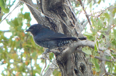 Melaenornis pammelaina ater
