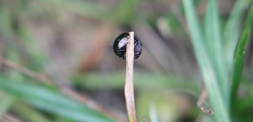 Coptosoma scutellatum