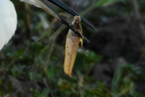 Black catfish (Neosilurus ater) — Plotosidae