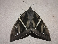 Castniidae