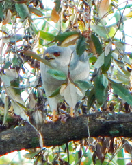 Accipiter badius polyzonoides