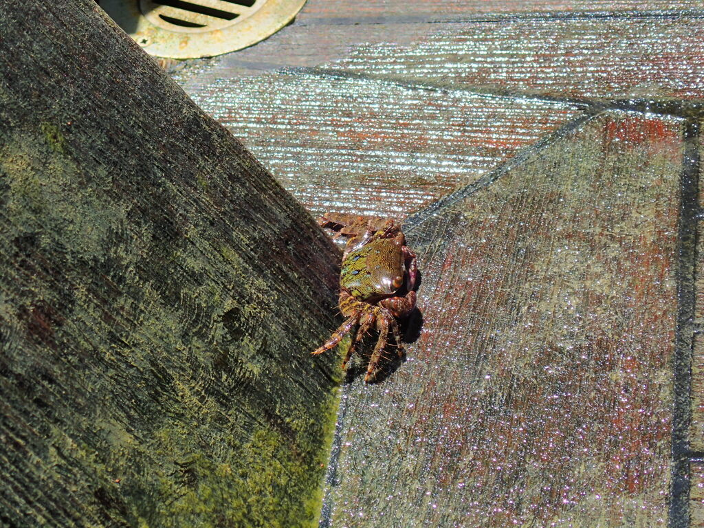 Crab