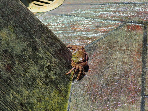 Crab