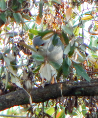 Accipiter badius polyzonoides