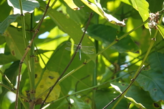 Hemicordulia eduardi