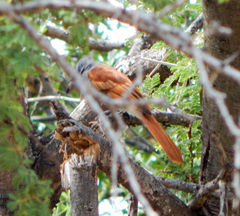 Terpsiphone viridis plumbeiceps