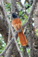 Terpsiphone viridis plumbeiceps