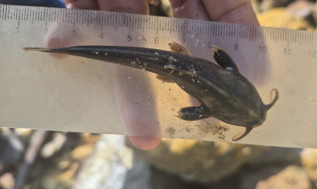 Magdalena Banjo Catfish