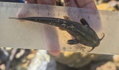 Magdalena Banjo Catfish photo 1