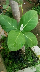Calotropis procera