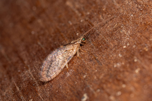 Micromus timidus observed 2025-06-23