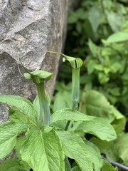 Arisaema jacquemontii