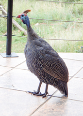 Numida meleagris mitratus