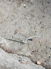 Platycnemis dealbata